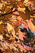 ACER SHIRASAWANUM AUREUM