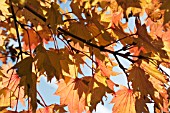 ACER SHIRASAWANUM AUREUM