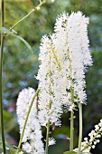 ACTAEA CORDIFOLIA