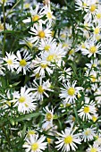 ASTER ERICOIDES