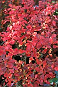 BERBERIS THUNBERGII ATROPURPUREUM