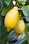 CITRUS LIMON