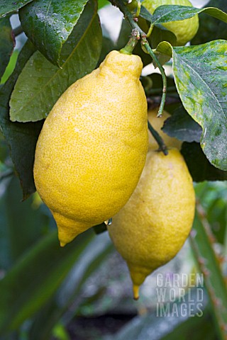 CITRUS_LIMON