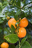 CITRUS RETICULATA CLEMENTINE