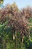 CORDYLINE AUSTRALIS PURPUREA