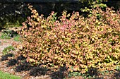 CORNUS SANGUINEA MIDWINTER FIRE & OPHIOPOGON PLANISCAPUS NIGRESCENS