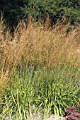 DESCHAMPSIA CESPITOSA GOLDSCHLEIER