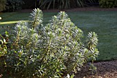 EUPHORBIA CHARACIAS