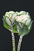 BRASSICA OLERACEA WHITE CRANE