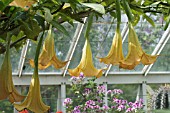 BRUGMANSIA X CANDIDA GRAND MARNIER