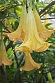 BRUGMANSIA X CANDIDA GRAND MARNIER