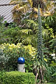 ECHIUM X SCILLONIENSIS WITH TRACHYCARPUS FORTUNEI