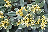 PITTOSPORUM TOBIRA VARIEGATUM