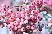 SORBUS HUPEHENSIS PINK PAGODA (BERRIES)