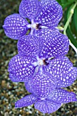 VANDA ROTHCHILDIANA