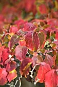 CORNUS KOUSA