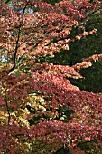 CORNUS KOUSA