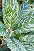 AGLAONEMA DIVERSEN