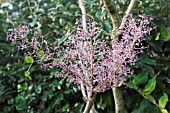 ARALIA ELATA, FLOWERS AND SEEDS