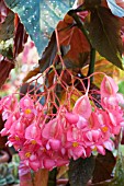 BEGONIA CORALLINA LUCERNA