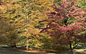 FAGUS SYLVATICA HETEROPHYLLA & CORNUS KOUSA