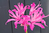 NERINE SARNIENSIS FUCHSIA-PINK