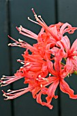 NERINE SARNIENSIS ORANGE-RED