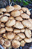 PHOLIOTA SQUARROSA