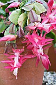 SCHLUMBERGERA TRUNCATA