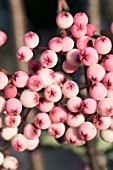 SORBUS HUPEHENSIS