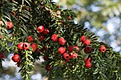 TAXUS BACCATA