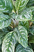 AGLAONEMA DIVERSEN