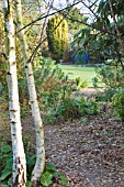 BETULA PENDULA