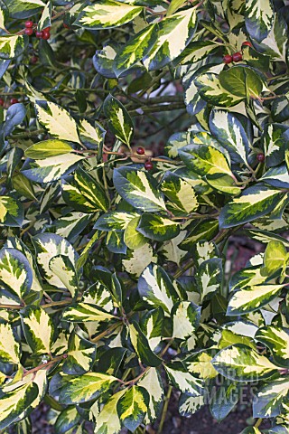 ILEX_X_ALTACLERENSIS_LAWSONIAMA