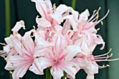 NERINE LADY HAVELOCK ALLEN