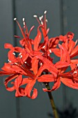 NERINE SARNIENSIS SCARLET