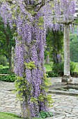 WISTERIA FLORIBUNDA MULTIJUGA