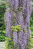 WISTERIA FLORIBUNDA MULITJUGA