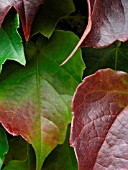 PARTHENOCISSUS TRICUSPIDATA (BOSTON IVY)