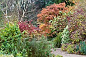 ACER GRISEUM, BERBERIS & HYDRANGEA