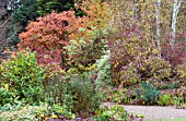 ACER GRISEUM, BERBERIS & HYDRANGEA