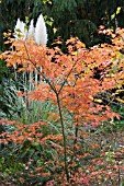 ACER HEPTALOBUM & CORTADERIA SELLOANA