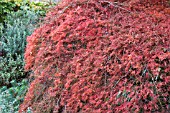 ACER PALMATUM DISSECTUM GROUP