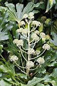 FATSIA JAPONICA (AGM), FLOWERING IN AUTUMN