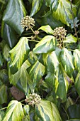 HEDERA COLCHICA SULPHUR HEART (PADDYS PRIDE)