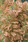 METASEQUOIA GLYPTOSTROBOIDES