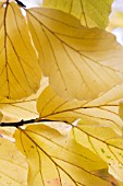 PARROTIA PERSICA