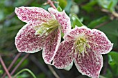 CLEMATIS CIRRHOSA  VAR PURPURASCENS FRECKLES