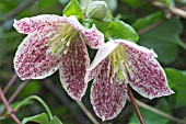 CLEMATIS CIRRHOSA  VAR PURPURASCENS FRECKLES