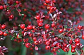 COTONEASTER HORIZONTALIS